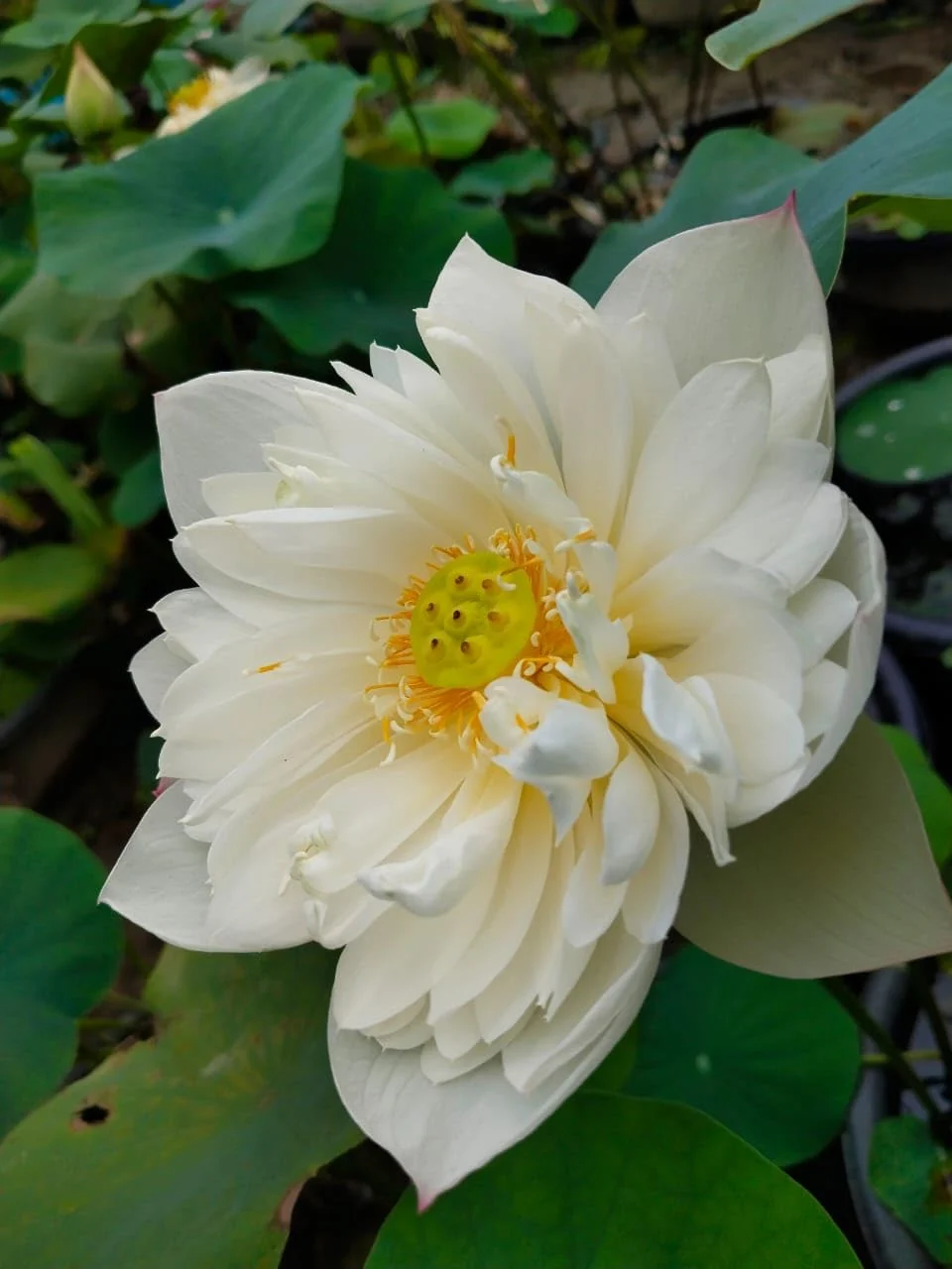 Fresh flower supply in Kolkata