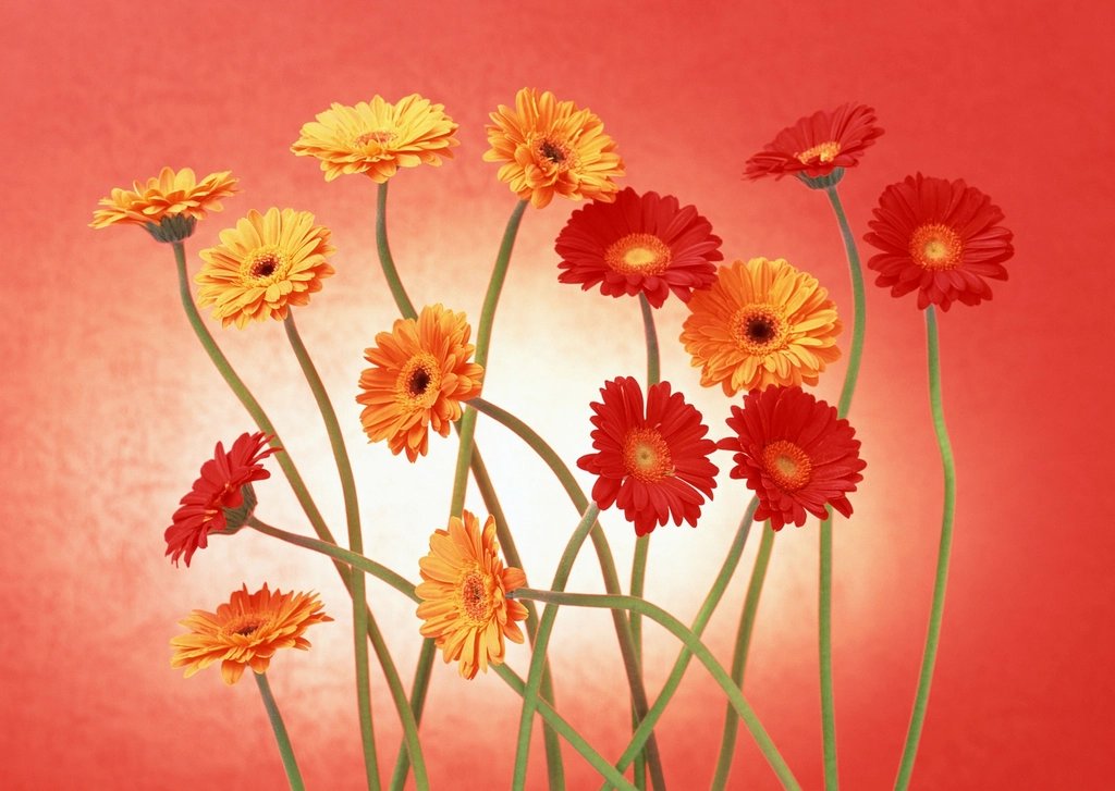 Decorative Mixed Flower Bouquet — fresh flower supply Kolkata