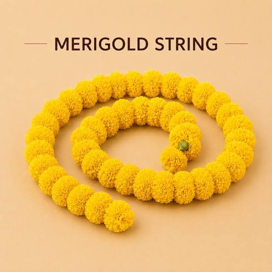 Marigold String (3.5  ft) Pack of 5 — fresh flowers in Kolkata