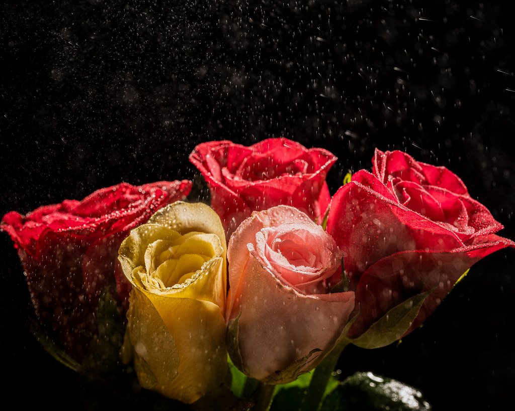 Mixed Rose Bouquet — fresh flower supply Kolkata