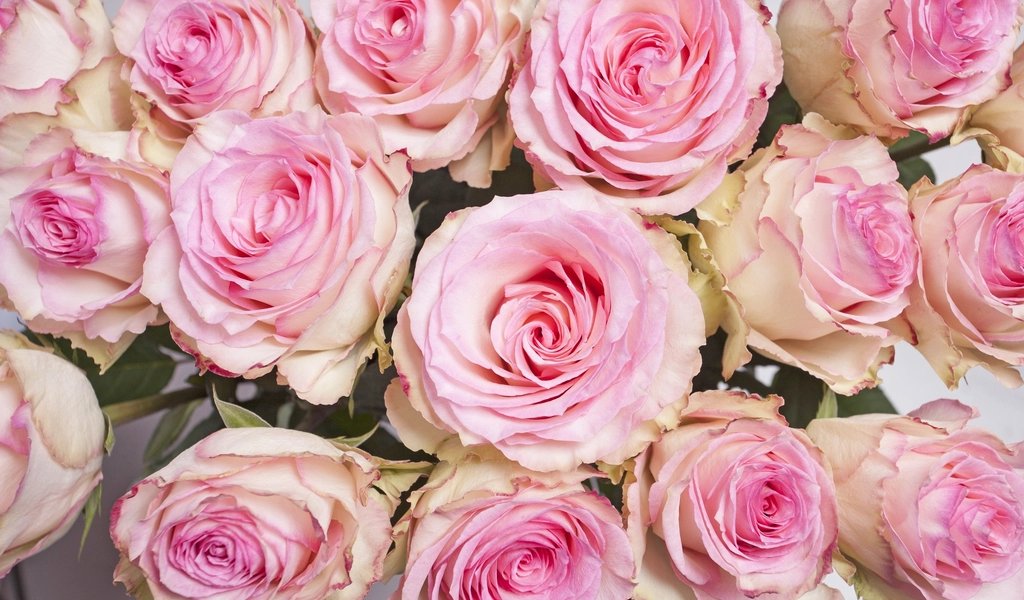 Pink Rose Bouquet — fresh flower supply Kolkata