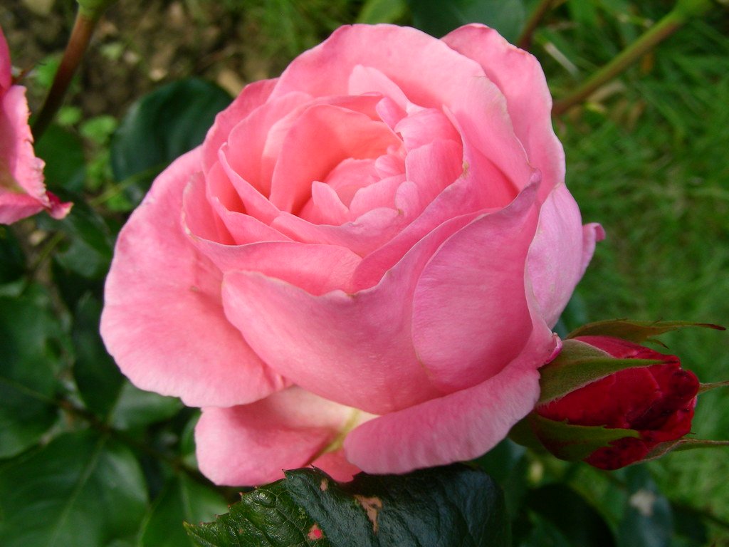 Pink Rose Delight — fresh flower supply Kolkata
