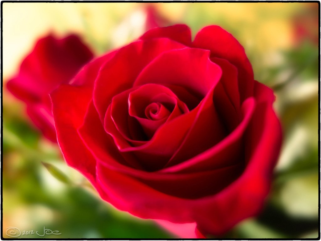 Pure Love Red Roses — fresh flowers in Kolkata