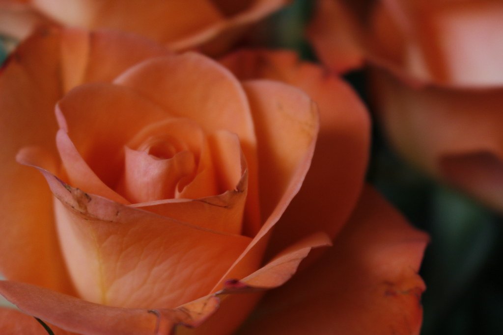 10 Red Rose Hand Bunch — fresh flower supply Kolkata