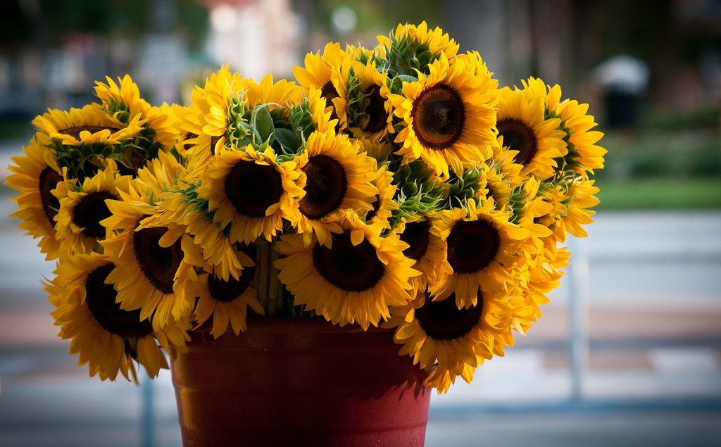 Sunflower Bouquet — fresh flower supply Kolkata