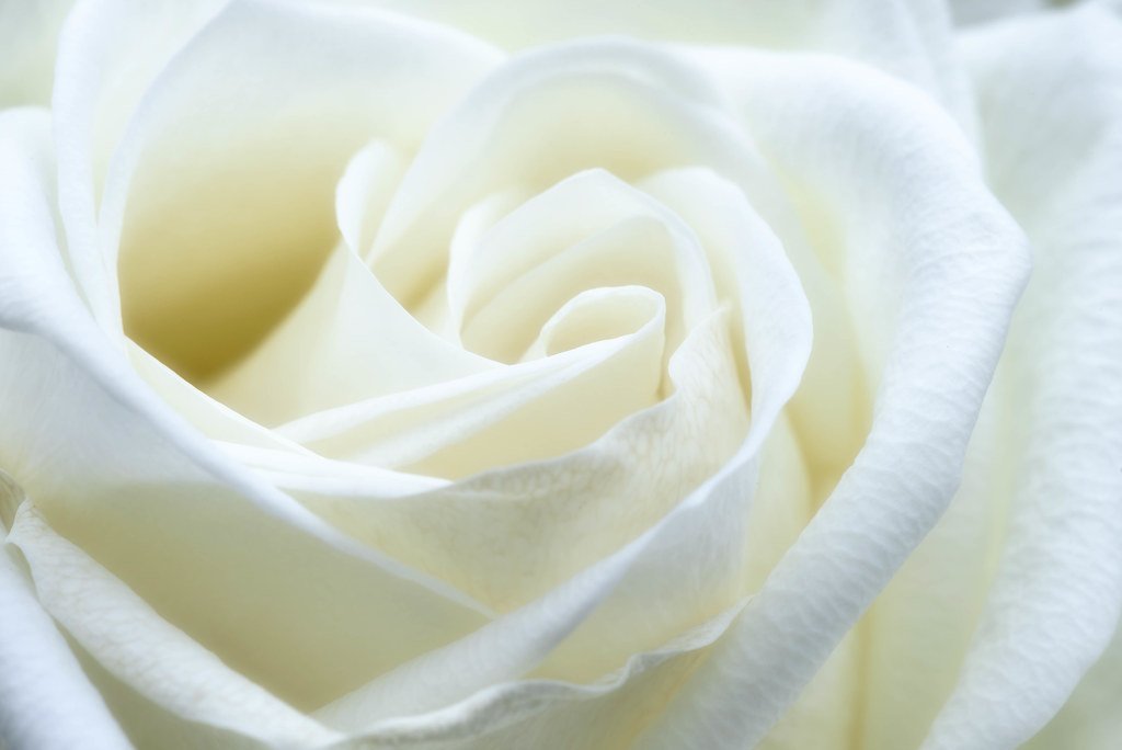 White Rose Bouquet — fresh flower supply Kolkata