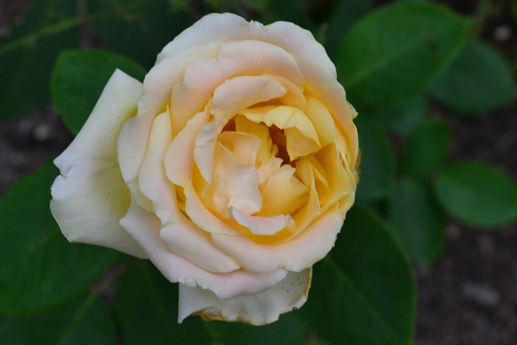 White Rose Elegance — fresh flower supply Kolkata